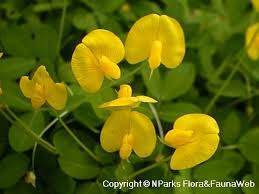 Image result for Arachis