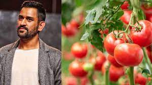 Ms Dhoni S Farm Vegetables From Ranchi To Be Exported To Dubai