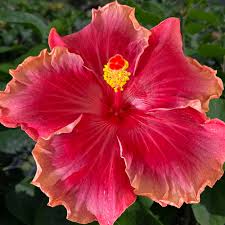 Image result for Hibiscus meyeri