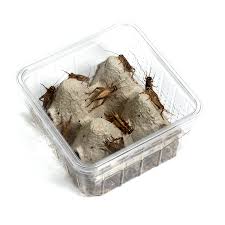 Bielefeld kirchdornberg die wohnung liegt in einer schönen, ruhig gelegenden bielefeld kirchdornberg. Heimchen In Der Dose Gesunde Futterinsekten Reptilienkosmos De Die Schonsten Seiten Der Terraristik