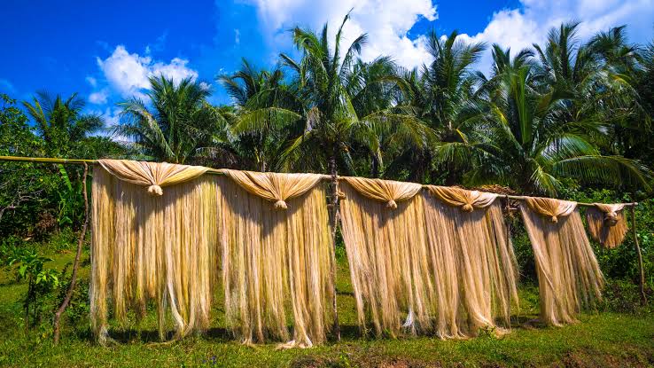 Close-up of harvested abaca leaf stalks before fibre extraction