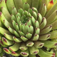 Sempervivum Gruenzeux Sempervivum Succulents Plants