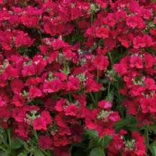 Image result for Nesaea ramosa