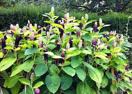 Image result for Phytolacca dodecandra