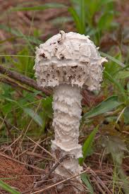 Image result for Tephrosia argyrolampra