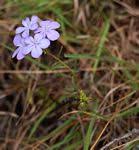 Image result for Buchnera longispicata