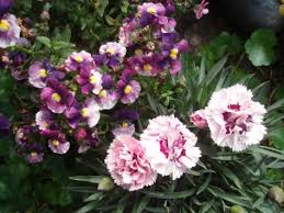 Image result for Nemesia lilacina