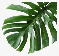 Pinecone Leaf Palm Tropical Leaf Png Transparent Png Kindpng Alt=tropical leaf clip art � clipart free download. palm tropical leaf png transparent png