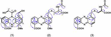 Image result for Pycreus sulcinux