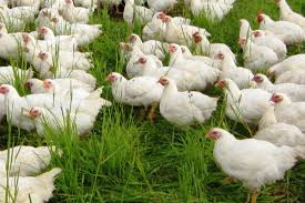 3 selecting and buying the chickens. Organic Meat And Poultry Family My