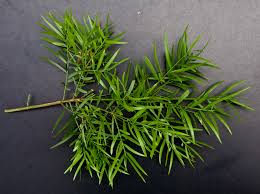 Make your hedges work for you Fern Pine Friends Of The Urban Forest