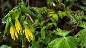 The stem up to the clusters sometimes turns red also. The East S Best Hikes For Spring Wildflowers