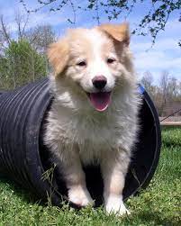 Emma The Superlative K 9 9 Week Old Gold Border Collie Different Dog Breeds Happy Dogs Puppies