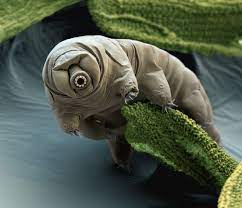Mcinnes had thawed samples of moss from previous experiments and found that they. Tardigrade Facts And Photos