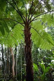 Image result for Cyathea cf. humilis