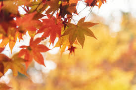 Autumn means a lot of fun and outdoors activities. 5 Ways To Make This Your Best Autumn Yet