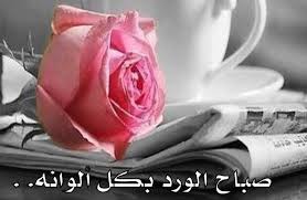 اجمل كلمات صباح الخير للحبيب تويتر rose plants flowers
