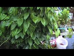 Image result for Dioscorea cayenensis