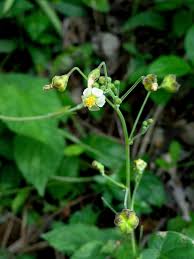 Image result for Wissadula