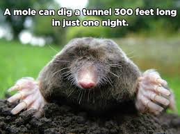 10 Amazing Animal Facts You Probably Didn T Know Animal Facts Fun Facts About Animals Mole Repellent