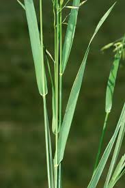 Image result for Anthephora pubescens