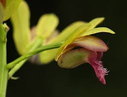 Image result for Eulophia alta