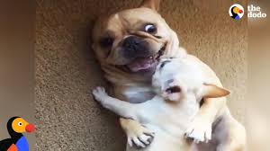 French bulldog in dogs & puppies for sale. Hilarious French Bulldog Gets New Baby Brother The Dodo Youtube