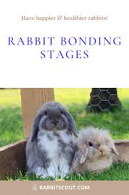 Rabbit Bonding Stages Rabbit Bonding Rabbits Pet Rabbit Care