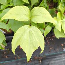 Image result for Chlorophytum macrophyllum