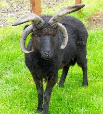 4 Horned Goat Only In Scotland Animals Goats Animals With Horns