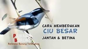 Cara ampuh membedakan anis merah jantan dan betina | burungpedia.com. Pentet Kembang Betina Mp3 Video Mp4 3gp