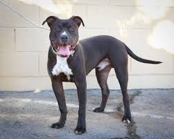 Black And White Pit Bull Boxer Bullboxer Pit Dog For Adoption In Pasadena Ca Adn 411421 On Puppyfinder Com Gender Male Age Baby Pit Dog Dog Adoption Boxer Mix Puppies