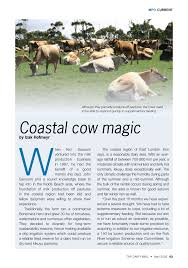 Coastal cow magic