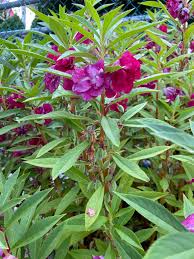 Image result for Balsaminaceae