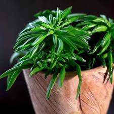 Check spelling or type a new query. Peperomia Ferreyrae Care Tips Growing The Pincushion Peperomia