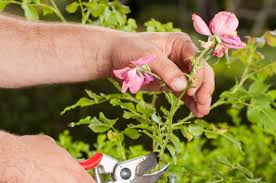 The beginners guide online, article, story how to prune roses: When Is The Perfect Time To Prune Your Roses Stuff Co Nz