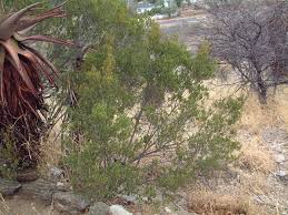 Image result for Euclea undulata