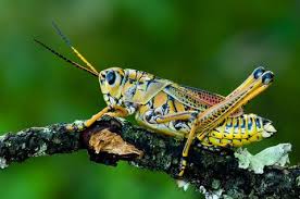 With our rhino grasshopper tutorials, you can learn grasshopper faster and easier!learning to think parametrically is rhino grasshopper tutorials. Would You Eat A Grasshopper From The Grapevine