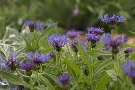 6 Pretty But Troublesome Perennials You Ll Regret Adding To Your Garden Flowers Perennials Plants Perennials