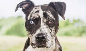 Maybe you would like to learn more about one of these? Home Parma Animal Shelter