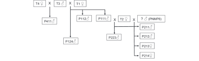 Pedigree Chart Of Reintroduced Panna Population Download