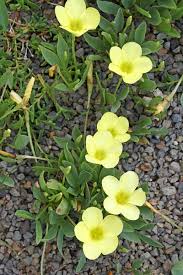 Image result for Oxalis obliquifolia