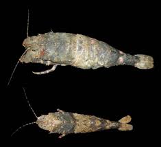 Image result for Scleria gracillima