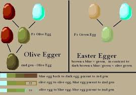 Egg Color Genes Olive Egger Vs Easter Egger Chicken Egg