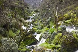 Image result for Carex runssoroensis