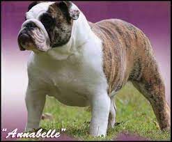 Westminster Bulldogs Https Www Castlewoodbulldogs Com Westminster Bulldogs Bulldog English Bulldog Breeders English Bulldog