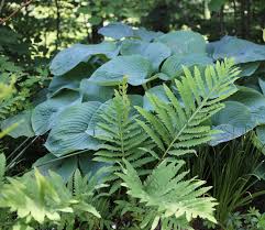 We are a family owned and operated business. 12 Best Companion Plants For Hostas Longfield Gardens