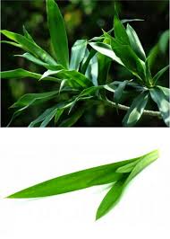 Daun pandan berasal dari tanaman pandan wangi, anggota genus screwpine asli asia tenggara. Apa Bedanya Daun Pandan Vs Daun Suji Dan Kegunaannya Resepkoki