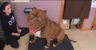 44,325 likes · 267 talking about this. Pit Bull Community Speaks Out About Giant 173 Pound Pit Bull