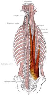 But abs are something i can do. Erector Spinae Muscles Wikidata